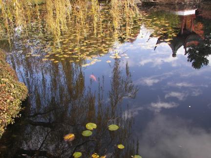 Koi, Sun Yat-Sen Garden